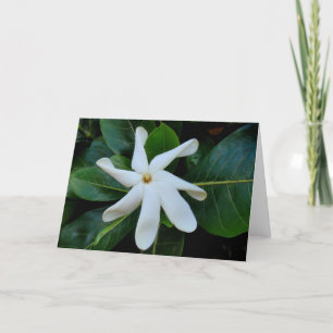 Tiare Tahitian Gardenia Kort