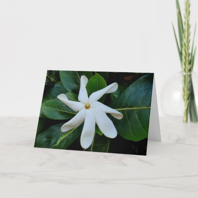 Tiare Tahitian Gardenia Kort (Framsida)