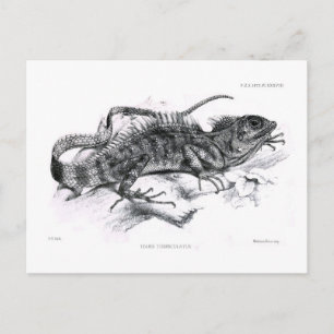 Tiaris tuberculatus vykort
