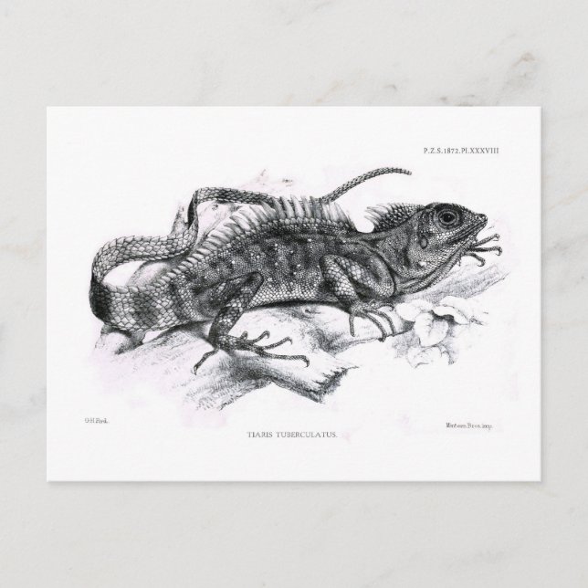 Tiaris tuberculatus vykort (Framsida)