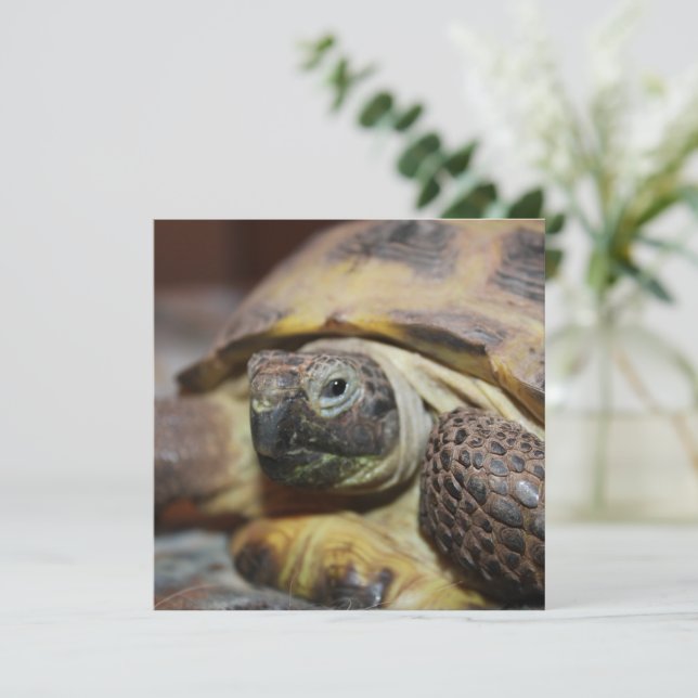 Tibbs (Stående Fram)