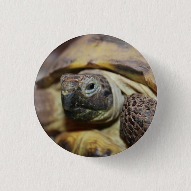 Tibbs Knapp (Framsida)