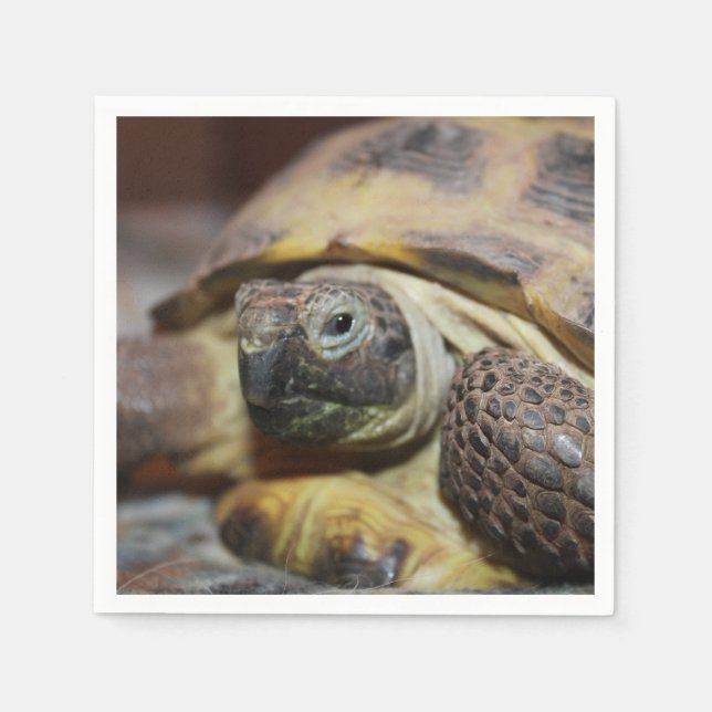 Tibbs Pappersservett (Framsidan)