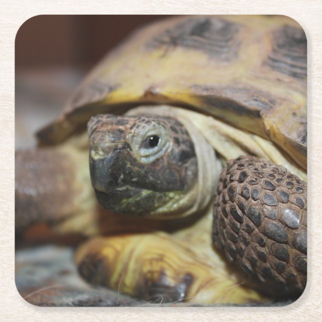 Tibbs Underlägg Papper Kvadrat (Framsidan)