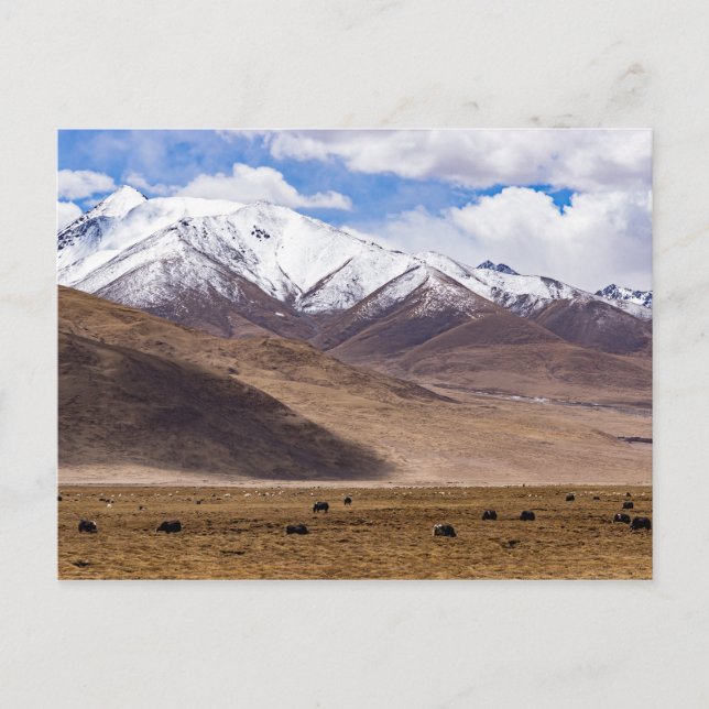 Tibet - Bergslandskap med jakar Vykort (Framsida)