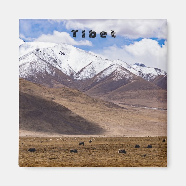 Tibet - bergslandskap med yaks magnet (Framsidan)