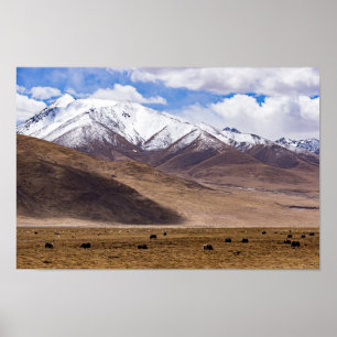 Tibet - bergslandskap med yaks poster
