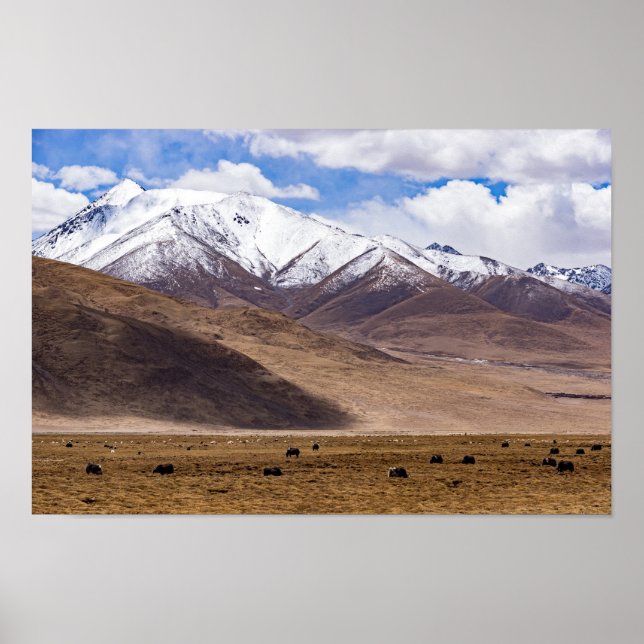 Tibet - bergslandskap med yaks poster (Framsidan)