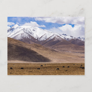 Tibet - bergslandskap med yaks vykort
