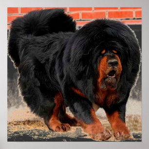 Tibetan Mastiff för kall hund älskare Poster