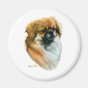 Tibetan Spaniel Magnet