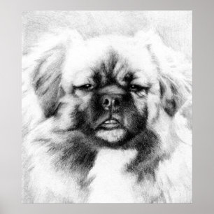 Tibetan Spanielhund Potrait Poster