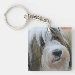 Tibetan Terrier