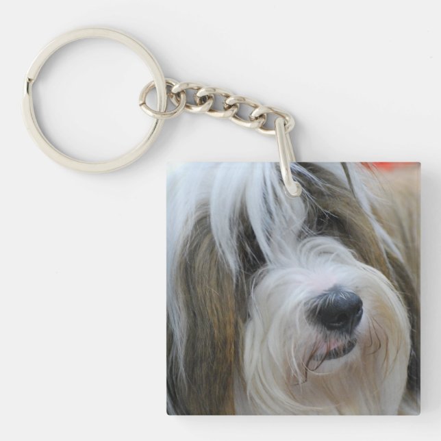 Tibetan Terrier (Framsidan)