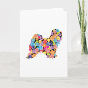 Tibetan Terrier Kort
