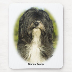Tibetan Terrier Musmatta