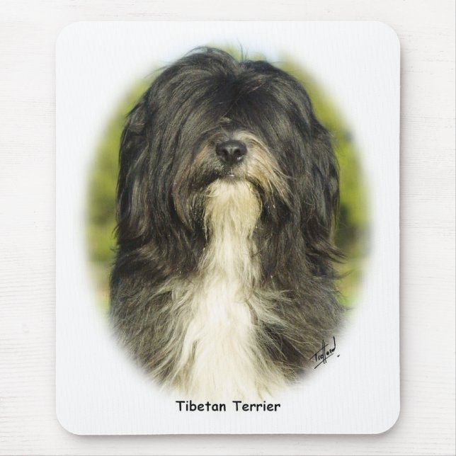 Tibetan Terrier Musmatta (Framsidan)