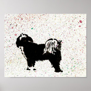 Tibetan Terrier - som ut tittar Poster