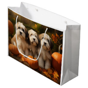 Tibetan Terrier Valp Höstglädje Pumpa