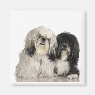 Tibetan Terriermagnet Magnet