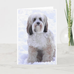 Tibetan Terriersobel och vit Kort