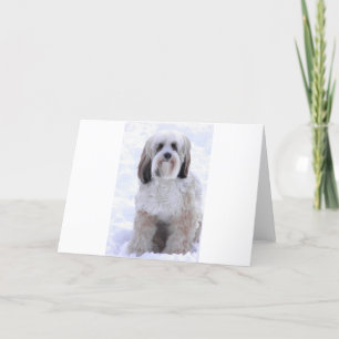 Tibetan Terriersobel och vit Kort
