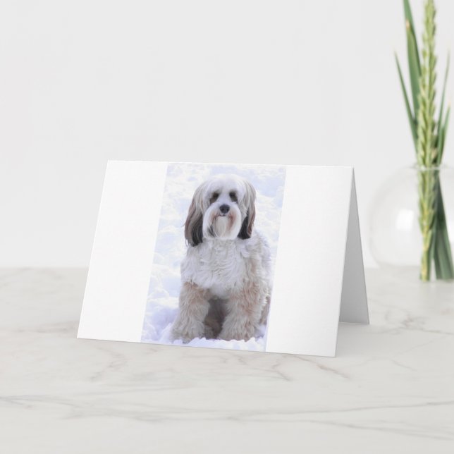 Tibetan Terriersobel och vit Kort (Framsida)