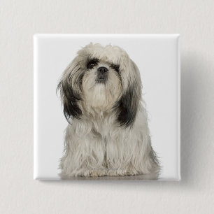 Tibetan Terriervalp Knapp