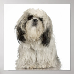 Tibetan Terriervalp Poster