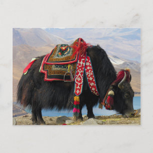 Tibetansk jak vykort
