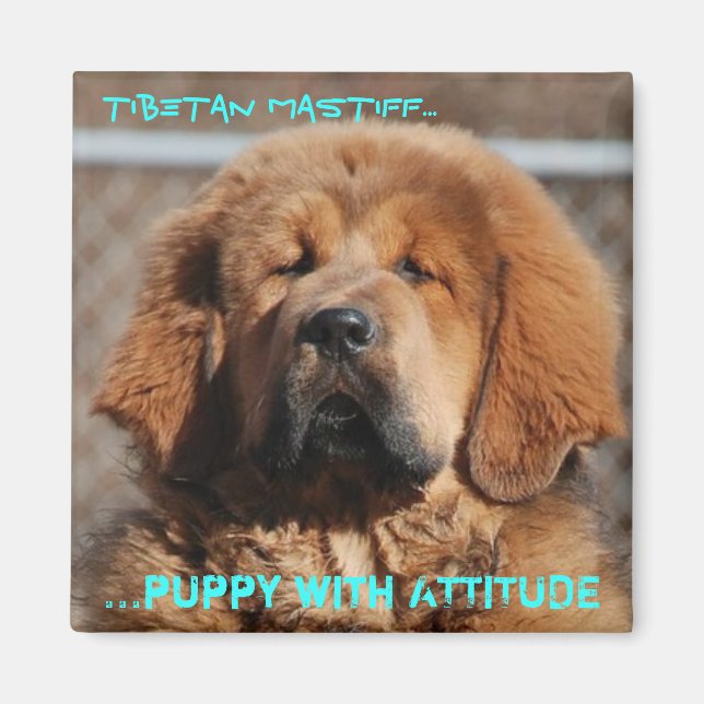 Tibetansk Mastiff Attitude Magnet (Framsidan)