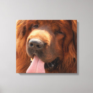 Tibetansk Mastiff Canvastryck
