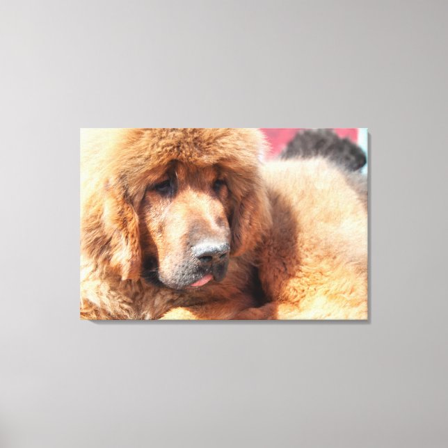 Tibetansk Mastiff Canvastryck (Framsida)