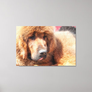 Tibetansk Mastiff Canvastryck