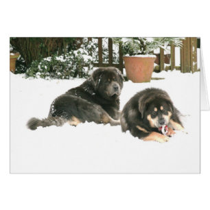 Tibetansk mastiff Caspar & Jampo Hälsningskort