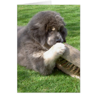 Tibetansk Mastiff Jampo med broom Hälsningskort