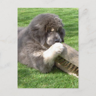 Tibetansk Mastiff Jampo med broom Vykort