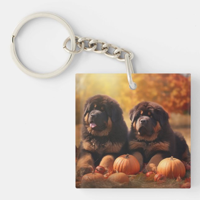 Tibetansk mastiff Puppy Autumn Delight Pumpkin (Framsidan)