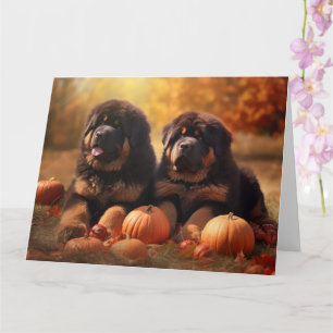 Tibetansk Mastiff Valp Höst Njutning Pumpa Kort