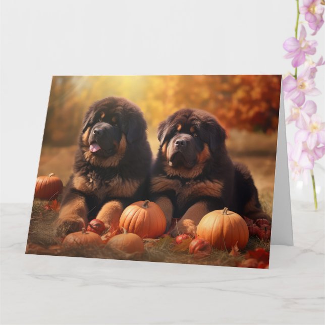 Tibetansk Mastiff Valp Höst Njutning Pumpa  Kort (Orkide)