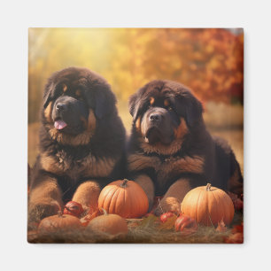 Tibetansk Mastiff-valp Höstens Glädje Pumpa Magnet