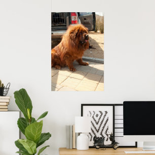 Tibetansk Mastiff-valp Poster