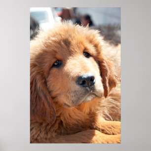 Tibetansk Mastiff-valp Poster