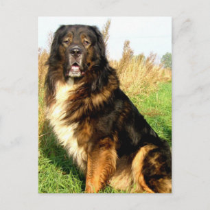 Tibetansk Mastiff-vykort Vykort