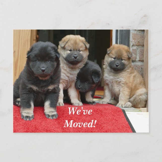 Tibetansk Spaniel Vi Har Flyttat Ny Adress Vykort (Framsida)