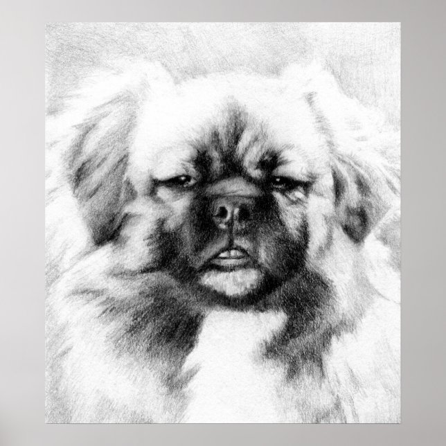 Tibetansk spansk Hund Potrait Poster (Framsidan)