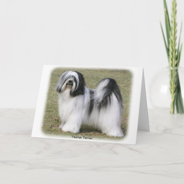 Tibetansk terrier kort (Framsida)
