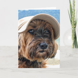 Tibetansk terrier Leisure Porträtt Kort