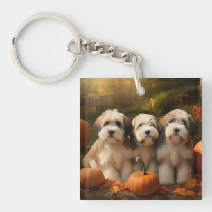 Tibetansk Terrier-valp Höstglädje Pumpa