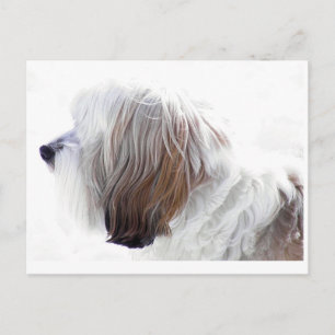 Tibetansk terrier vykort